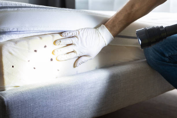 Best Best Pest Control Companies  in Phillipsburg, NJ