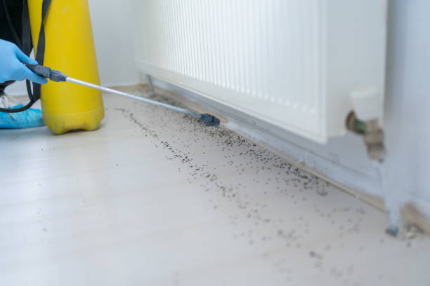 Best Rat Extermination Near Me  in Phillipsburg, NJ
